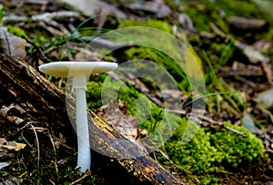 Poisonous destroying angel mushroom