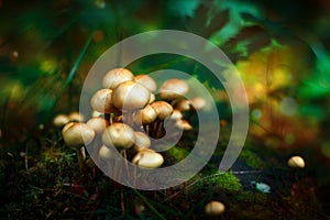 Poisonous fairytale mushrooms in forest