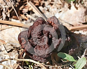 Poisonous False Morel Mushroom