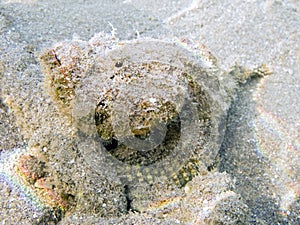 Poisonous false stonefish photo