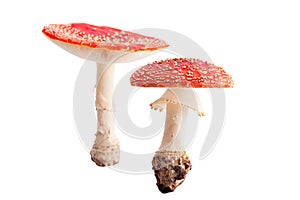 poisonous fly mushroom fall autumn fungus isolated photo