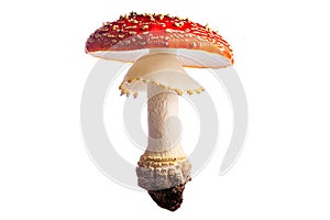 poisonous fly mushroom red white autumn isolated photo
