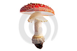 poisonous fly mushroom red white autumn isolated