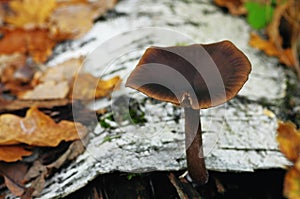 Entoloma vernum