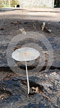 Poisonous fungus that grows on rotting wood.