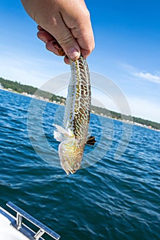 Poisonous Greater Weever