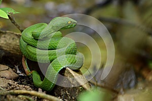 Poisonous green snake with big head and brown tail lying on tree root near stream ready to bite