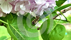 poisonous green striped spider eats in web caught bumblebee,stinging victim,prey.Tiger spider on lilac syringa bush on hunts