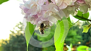 poisonous green striped spider with paws eats in web caught bumblebee,stinging victim,prey.Tiger spider on lilac syringa