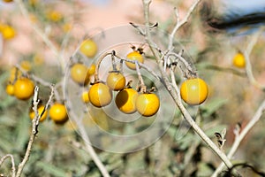 Poisonous Horsenettle, Solanum carolinense, plant