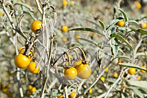 Poisonous Horsenettle, Solanum carolinense, plant