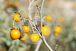 Poisonous Horsenettle, Solanum carolinense, plant