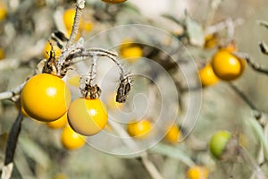 Poisonous Horsenettle, Solanum carolinense, plant