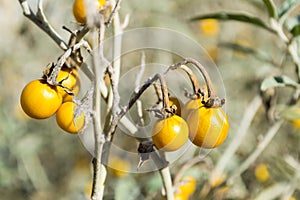 Poisonous Horsenettle, Solanum carolinense, plant
