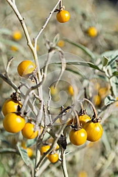 Poisonous Horsenettle, Solanum carolinense -portrait-