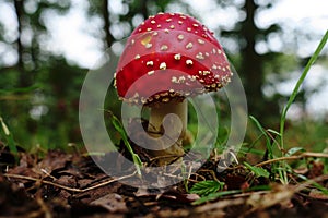 Poisonous inedible toadstool, far and wide  conspicuous red, white spotted hat , it is spherical or hemispherical