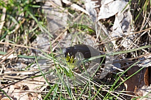 Poisonous insect European oil beetle Meloe proscarabaeus eating spring flower Gagea lutea or Yellow Star-of-Bethlehem. Macro shot