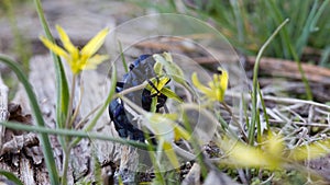 Poisonous insect European oil beetle Meloe proscarabaeus eating yellow spring flower Gagea lutea. Macro close-up shot
