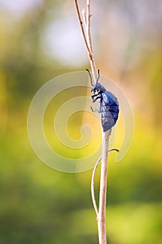 Poisonous insect violet oil beetle