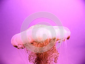 Poisonous jellyfish