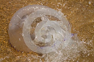 The poisonous jellyfish lies on the beach, on the sand