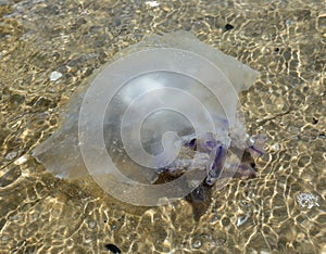 poisonous jellyfish swims near the seashore