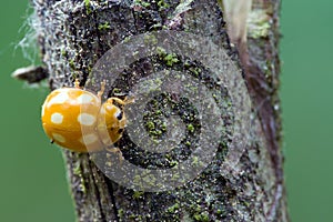 Poisonous ladybug