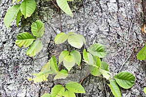 Poisonous liana Toxicodendron on background of a tree trunk, South Kuriles photo