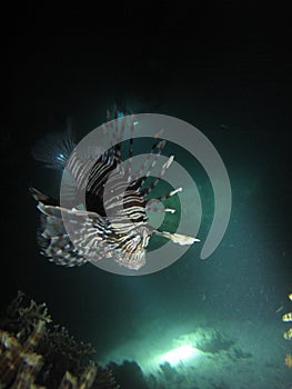 The poisonous lionfish during a night dive in Yanbu, Saudi Arabia photo