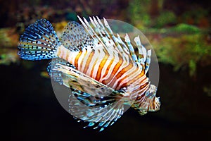 Poisonous Lionfish. Pterois volitans.