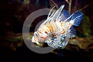 Poisonous Lionfish. Pterois volitans.