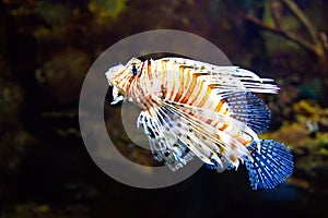 Poisonous Lionfish. Pterois volitans.