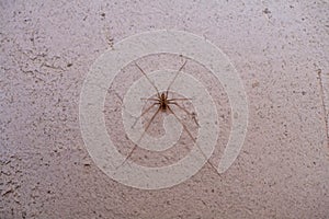 poisonous little spider on the wall of the house