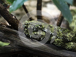 poisonous Mangshan Pit viper, Protobothrops mangshanensis, is very interestingly colored