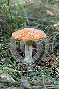 Poisonous mushroom