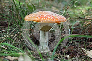 Poisonous mushroom