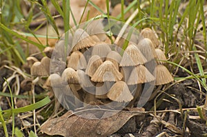 Poisonous mushroom