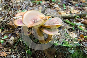 Poisonous mushroom