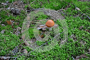A poisonous mushroom