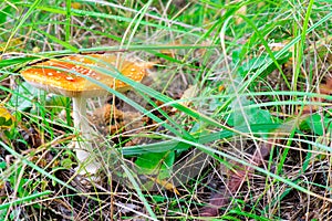 Poisonous mushroom amanita with orange hat in green grass in the