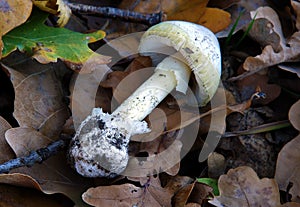 Poisonous mushroom Amanita phalloides