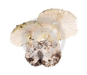 Poisonous mushroom Amanita phalloides