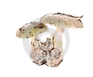 Poisonous mushroom Amanita phalloides photo