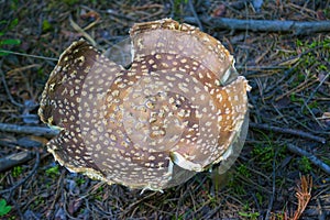 Poisonous mushroom Amanita regalis in the wet spruce forest. Known as royal fly agaric or king of Sweden Amanita