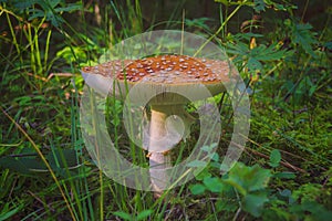 Poisonous mushroom Amanita regalis in the wet spruce forest. Known as royal fly agaric or king of Sweden Amanita