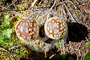 Poisonous mushroom Amanita regalis in the wet spruce forest. Wild mushroom growing in the moss and grass.