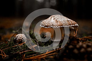 Poisonous mushroom with cap in white specks grows in forest on green moss