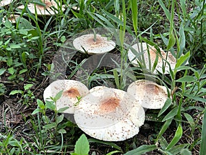 Poisonous mushroom Chlorophyllum molybdites natural blooming white flowers in grass field ,Thailand