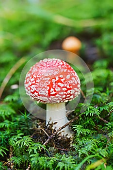 Poisonous mushroom photo