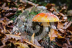 poisonous mushroom with dry forest leaves